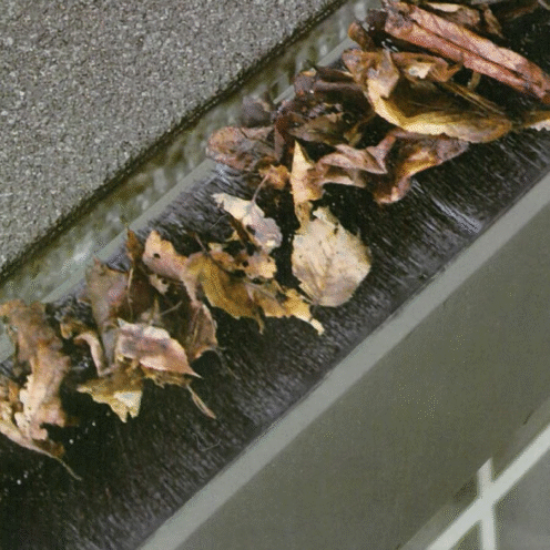 Stoglovio sraigtas Stoglovio sraigtas