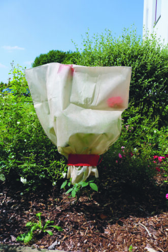 Apsauginiai rožių gaubtai Apsauginiai rožių gaubtai