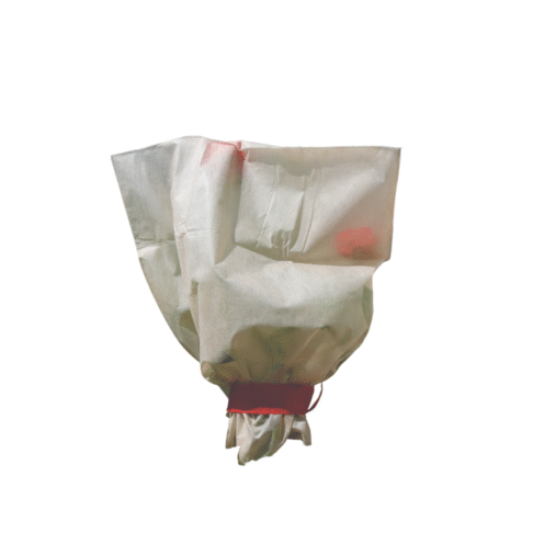 Apsauginiai rožių gaubtai