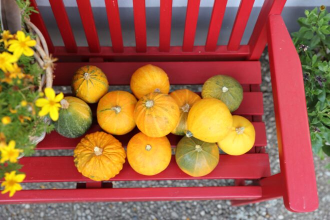 Dekoratyviniai moliūgai Dekoratyviniai moliūgai