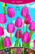 Tulpės